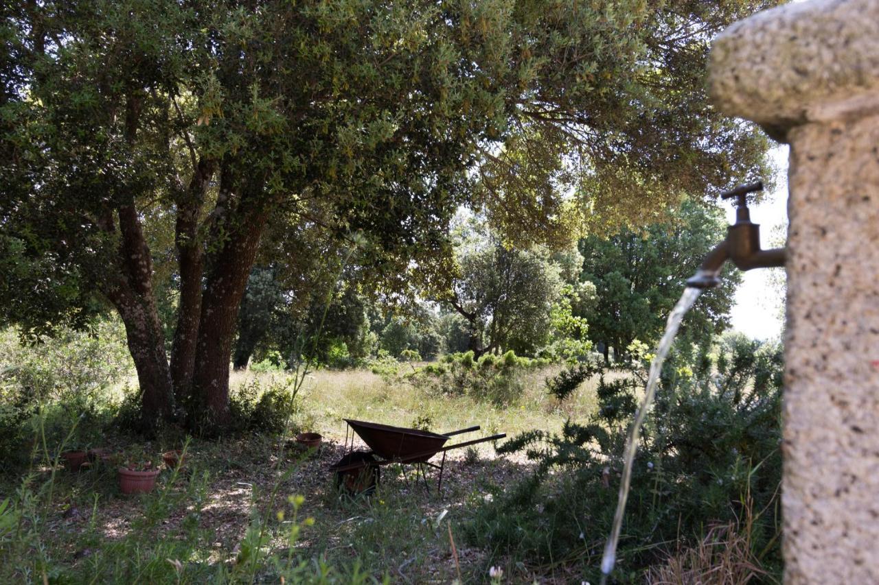 Su Pitiolu - Casa Vacanze Laconi Bagian luar foto